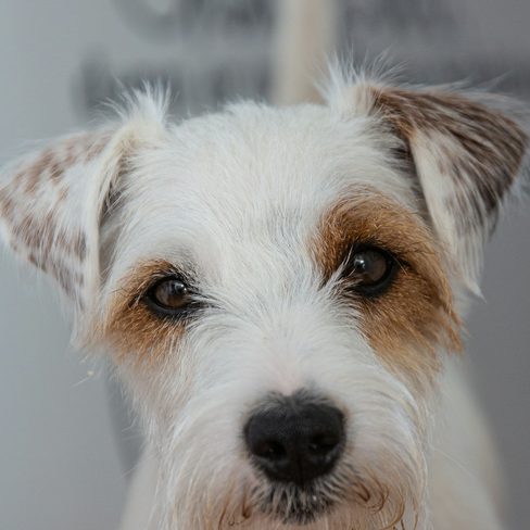 Biscuit, a white and tan terrier mix