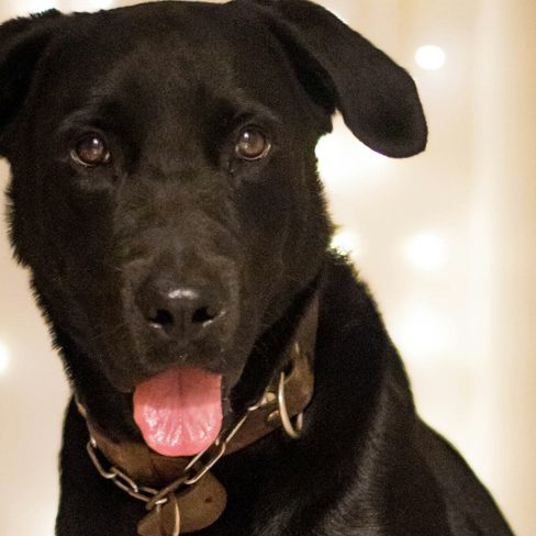 Juniper, a black lab mix