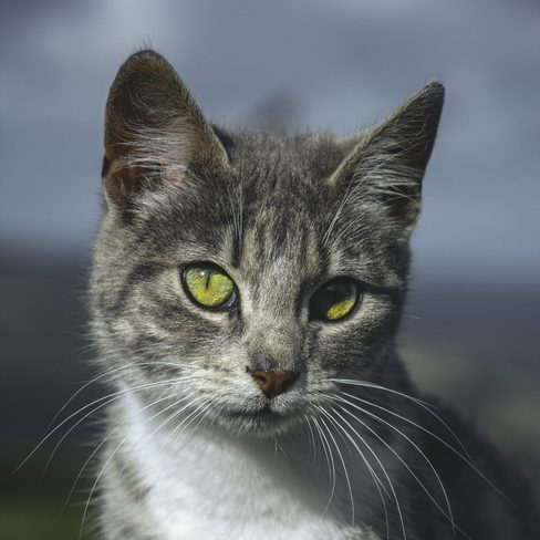 Mabel, a gray tabby cat