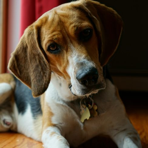 Otis, a senior beagle