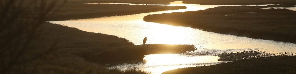 A heron in a tidal creek through the salt marsh at sunset