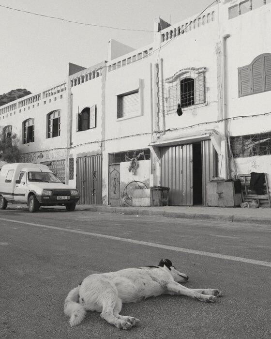 A white dog asleep in the middle of a quiet street