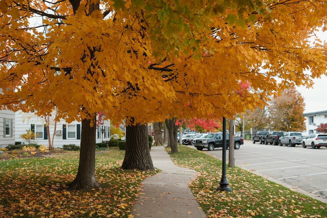 A tree-lined sidewalk covered in orange autumn leaves