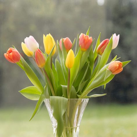 Tulips in a glass vase on a windowsill