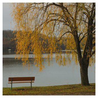 Frame 001, the bench under the willow