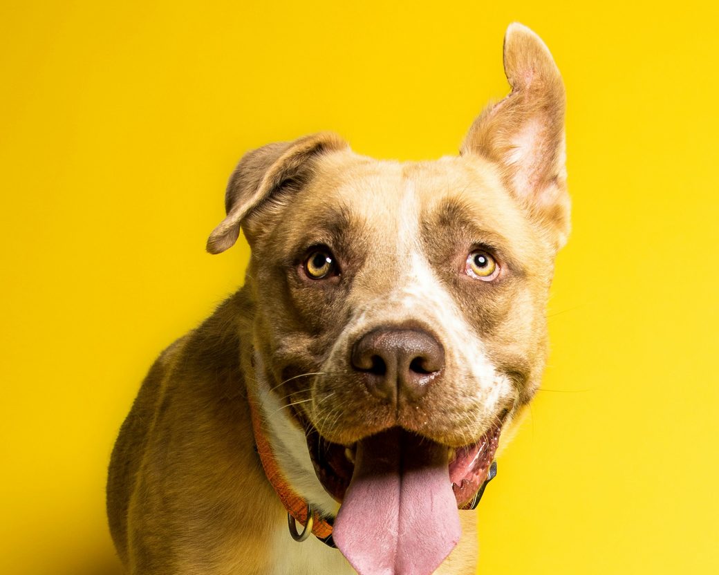 A grinning tan and white dog against a bright yellow wall