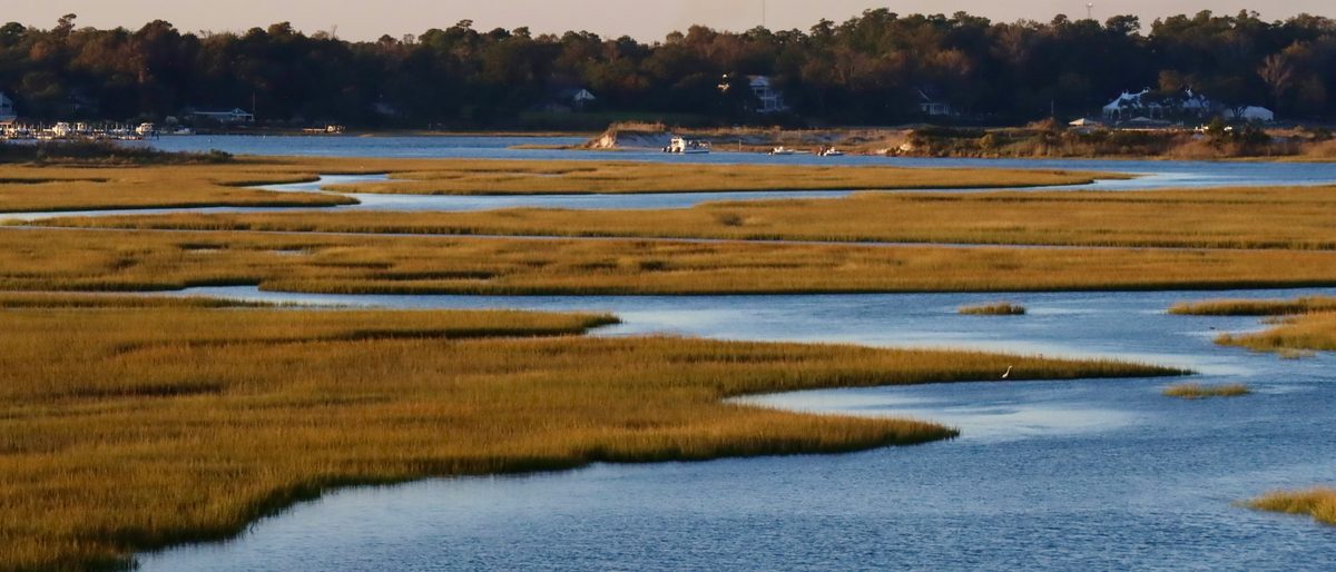 The salt marsh at low tide, grasses gold in the evening light