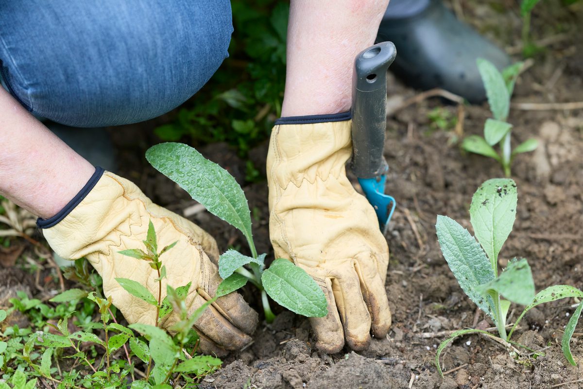 Gloved hands setting a seedling into dark soil, with a trowel beside it