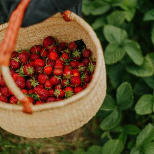 A woven basket of fresh strawberries among green leaves