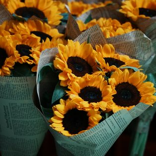 Bunches of sunflowers wrapped in paper