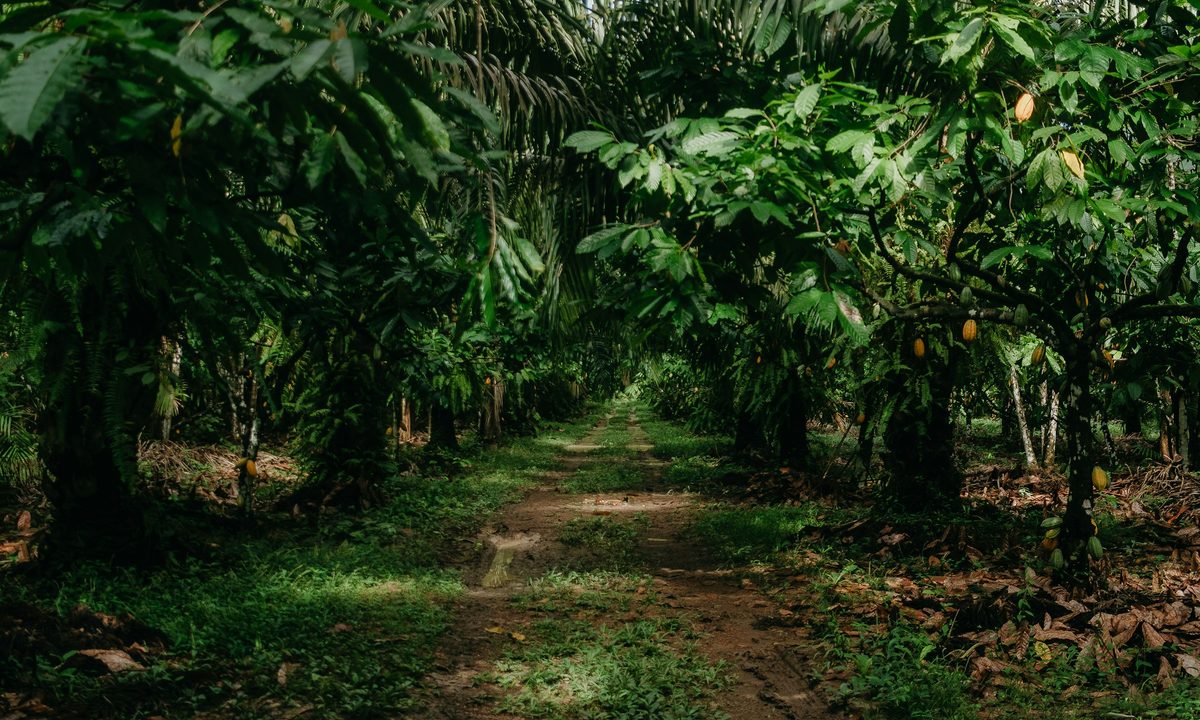 A dirt path running between rows of cacao trees