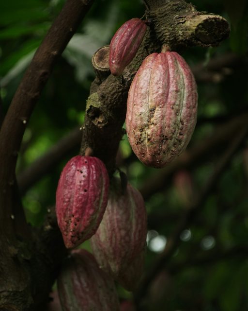 Ripe red cacao pods hanging from a tree branch