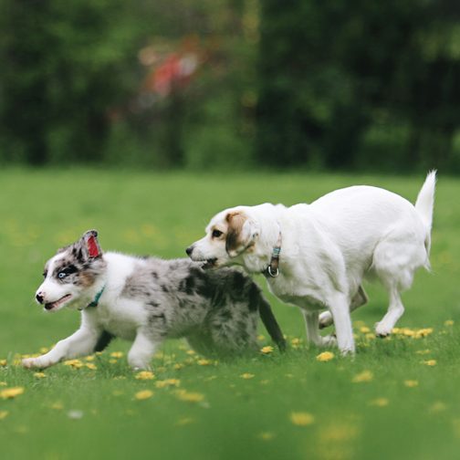 Dogs playing in the field