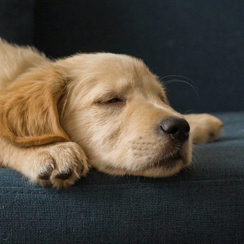 A dog asleep during quiet time