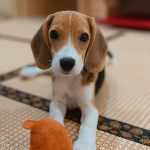 A beagle puppy lying on a mat next to an orange plush toy