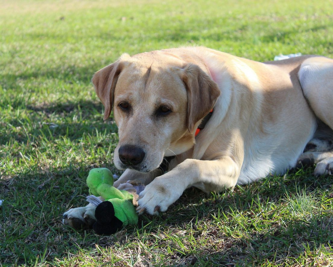 A yellow lab lying on the grass with a green rope toy