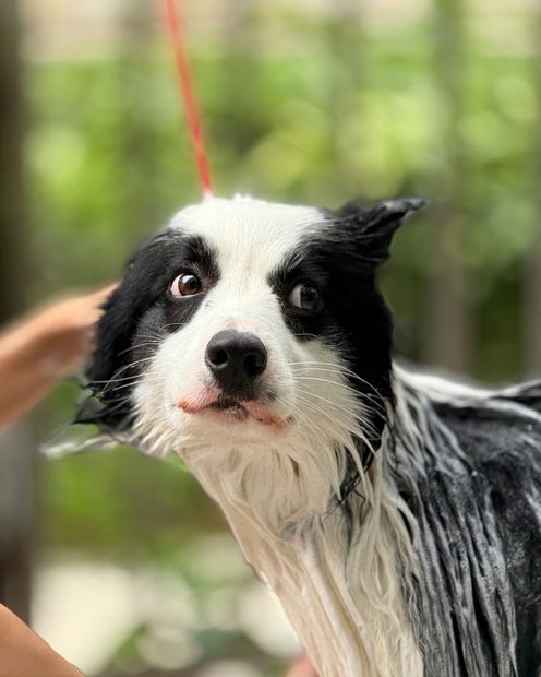 A wet black and white dog getting a bath, looking up at the camera