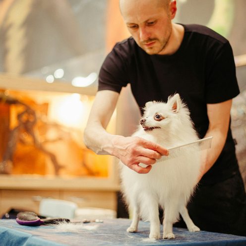 A groomer brushing a fluffy white dog on the grooming table