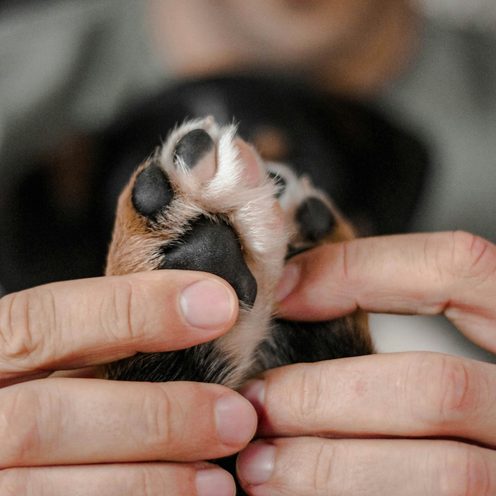 Hands gently holding a dog's paw for a nail trim