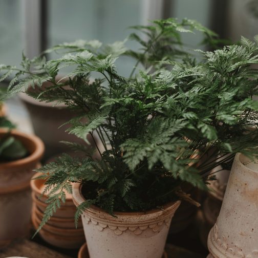 A fern among terracotta pots