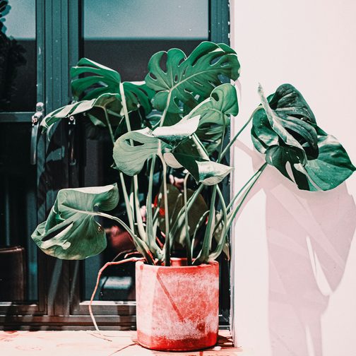 A monstera in a terracotta pot on a sunny windowsill