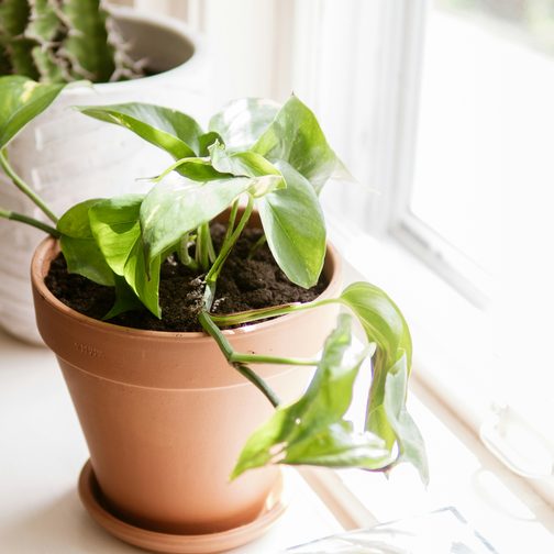 A pothos in a terracotta pot on a white windowsill