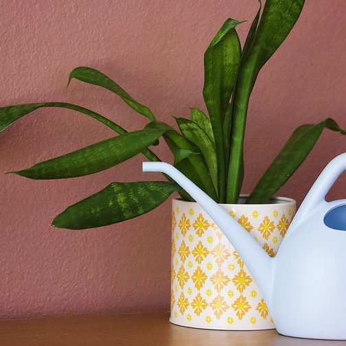 A snake plant beside a pale blue watering can against a pink wall