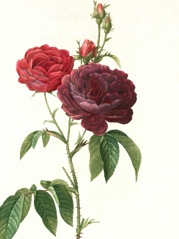 A vintage botanical study of red roses on cream paper, in a black frame
