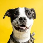 A grinning black and white dog in a collar