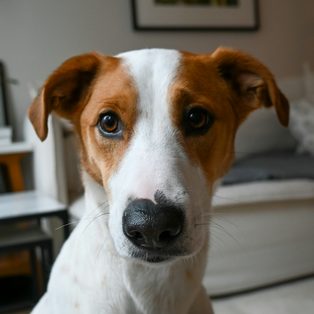 Otis at home
