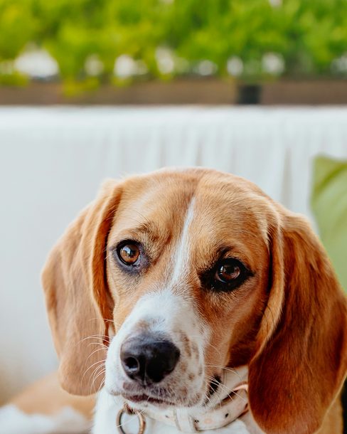 Walter, a beagle, resting on a couch