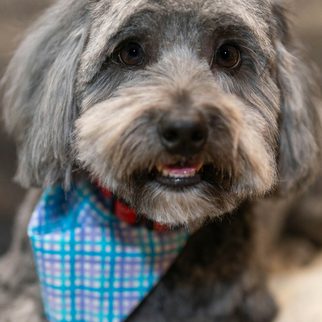 A freshly groomed dog