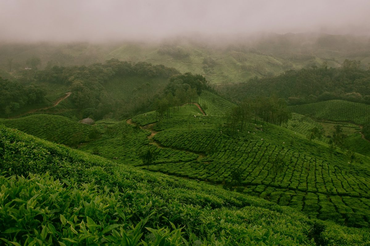 Rows of tea bushes on green hills under morning mist