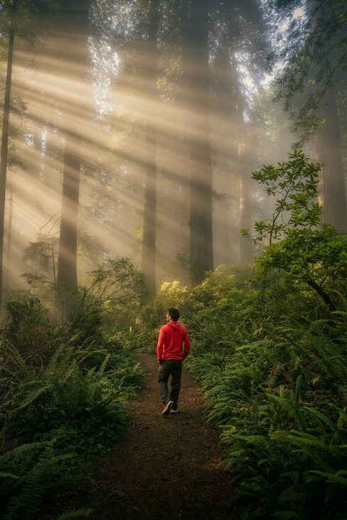A hiker in a red jacket on a forest trail through tall trees, in mist and sunbeams