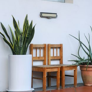 A potted snake plant beside two wooden chairs
