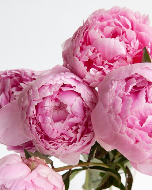 Pink peonies in a glass vase against a white wall