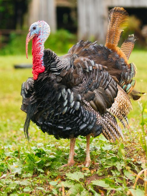 A bronze heritage turkey standing in long grass in front of a barn