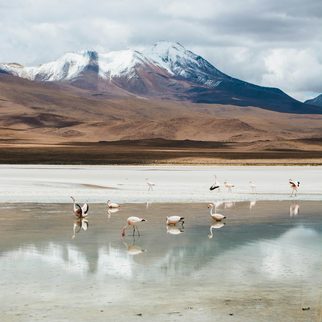 Flamingos wading in a high lagoon below a snowy peak