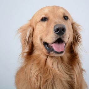 Biscuit, a golden retriever