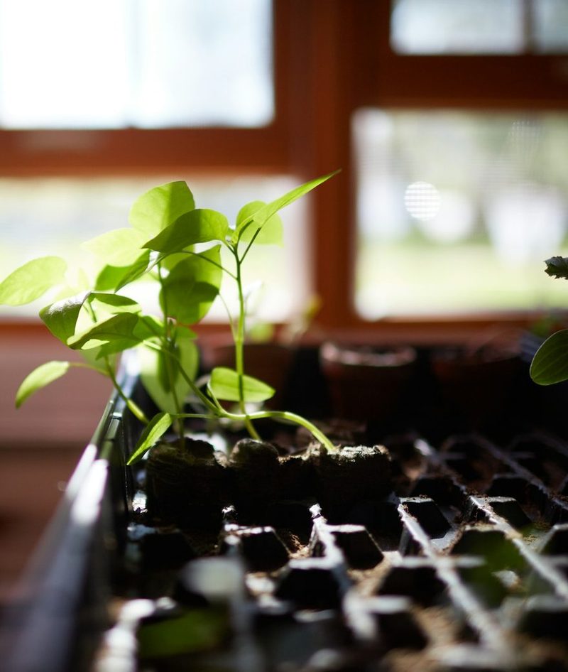 Seedlings on a windowsill