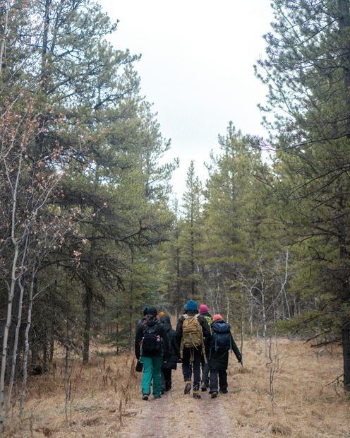 A small group hiking on a forest trail in the morning